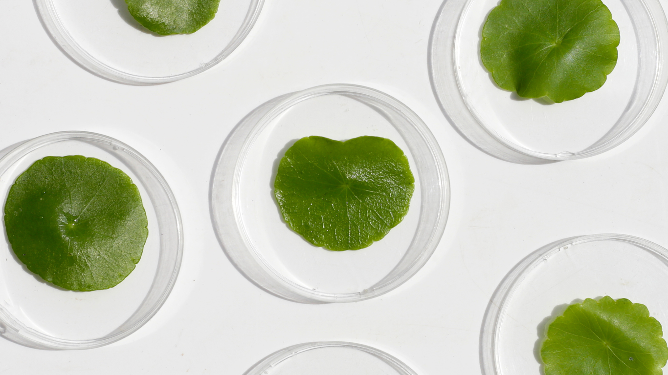 Centella Asiatica
